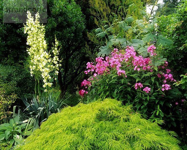 Robinsonian Garden With Maple  Yucca And Phlox