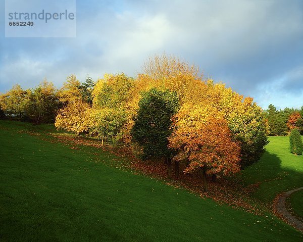 Baum  Herbst  Irland