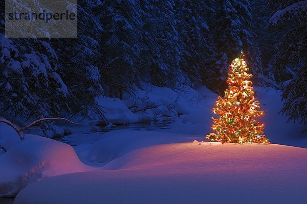 glühend  Glut  Baum  Wald  Weihnachten