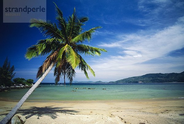 Tropisch  Tropen  subtropisch  Strand  Baum  Palme  Phuket  Thailand