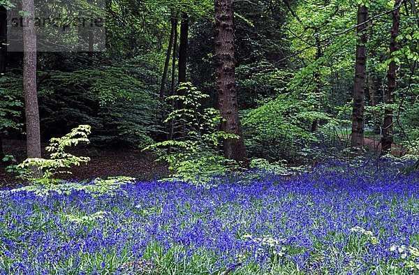 Feld  Wildblume  blau