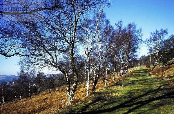 Baum  Fernverkehrsstraße  Menschenreihe  Wiese