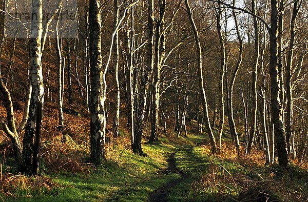 Wald  Derbyshire  Ortsteil  England