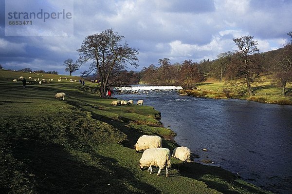 nahe  Schaf  Ovis aries  Fluss  Derbyshire  England  grasen