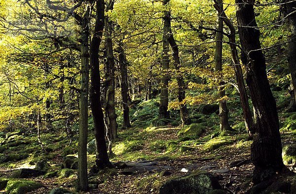 Wald  Derbyshire  England  Peak District National Park