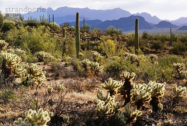 Vereinigte Staaten von Amerika  USA  Arizona  Organ Pipe Cactus National Monument  Sonoran Desert
