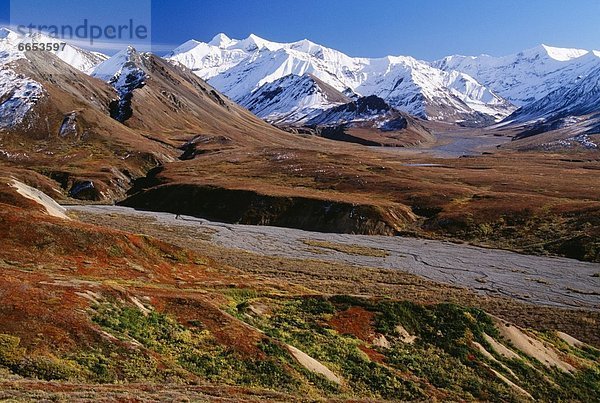 Vereinigte Staaten von Amerika  USA  Denali Nationalpark  Alaska