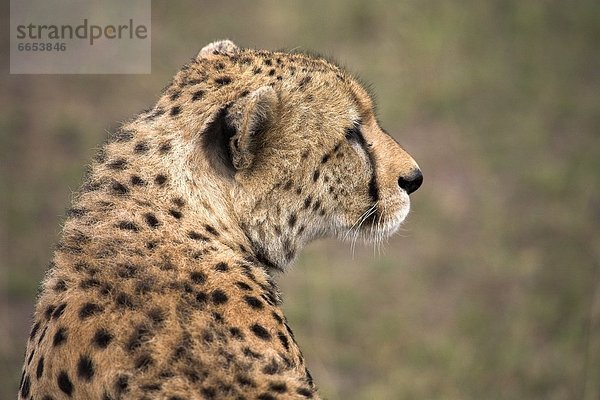 Gepard  Acinonyx jubatus  Masai Mara National Reserve  Afrika  Kenia