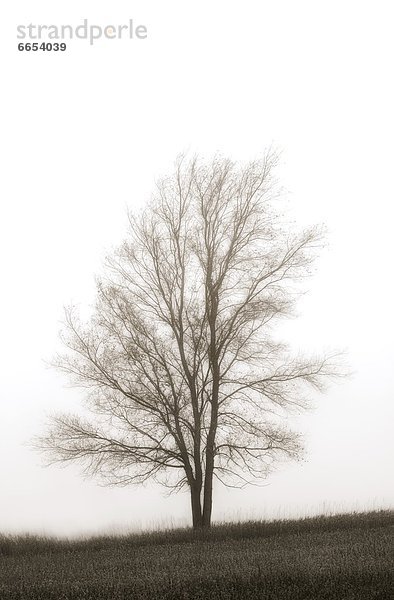 Baum  Dunst  Einsamkeit