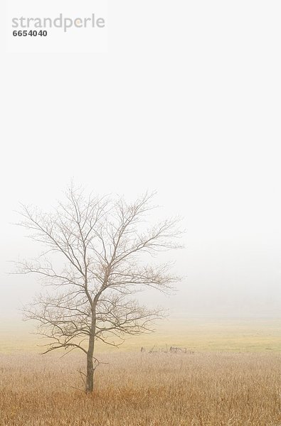 Baum  Feld  Weizen  Einsamkeit
