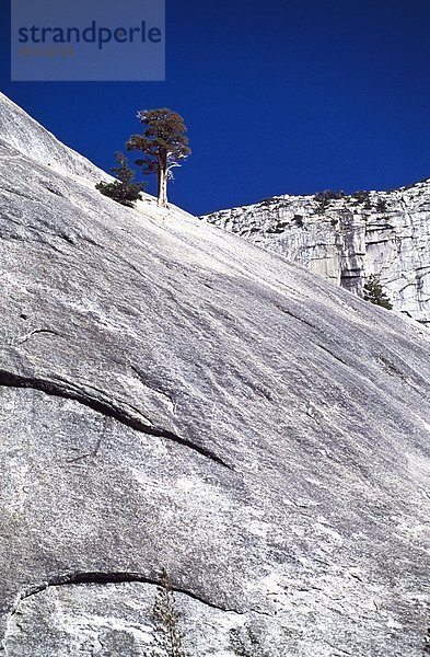 Felsen  Baum  Hang