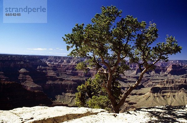 Vereinigte Staaten von Amerika  USA  Grand Canyon  Colorado