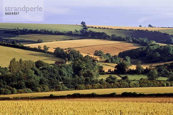 Ländliches Motiv  ländliche Motive  Feld  Ansicht  England  Wiltshire