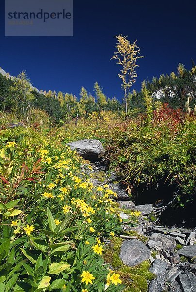 Kootenay Nationalpark  British Columbia  Kanada
