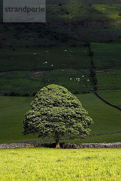 Baum  offen  Feld  Sonnenlicht  Derbyshire  England  breit