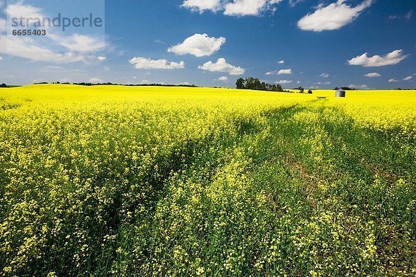 Rapeseed Field