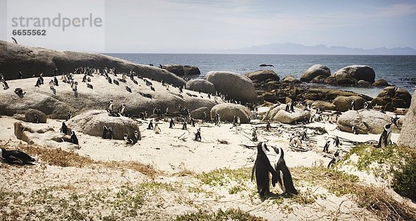 Südliches Afrika  Südafrika