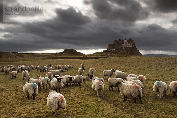 Europäische Union  EU  England  Northumberland