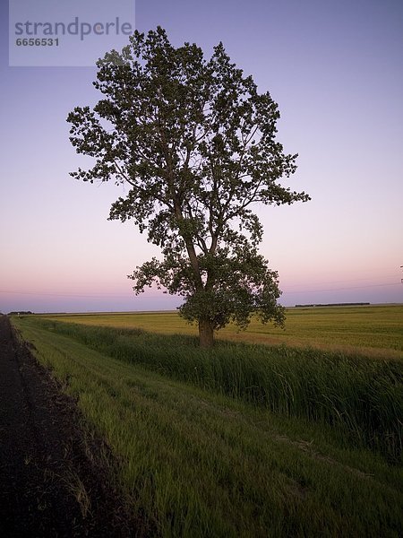 Lone Tree in einem Feld