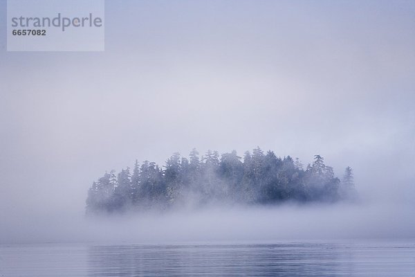 Vereinigte Staaten von Amerika  USA  nahe  Baum  Nebel  Insel  Fichte  Bucht