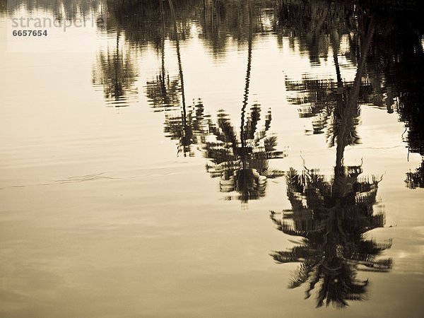 Wasser  Baum  Spiegelung