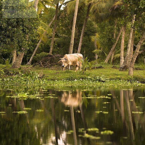 Indien  Kerala