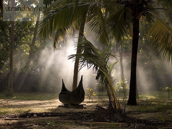 Baum  unterhalb  Kanu  Indien  Kerala