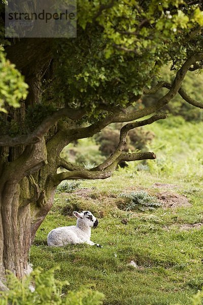 liegend  liegen  liegt  liegendes  liegender  liegende  daliegen  Baum  unterhalb  Schaf  Ovis aries