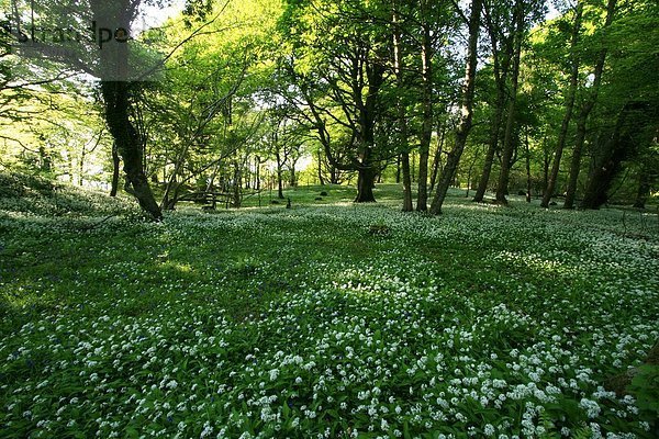 Kerry County  Killarney Nationalpark  Irland