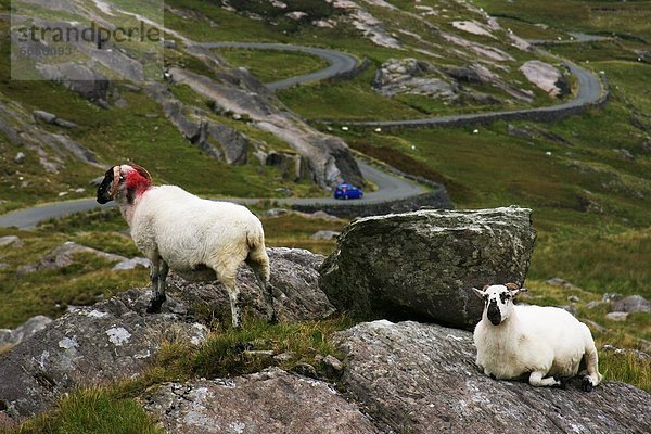 Schaf  Ovis aries  Ansicht  Irland