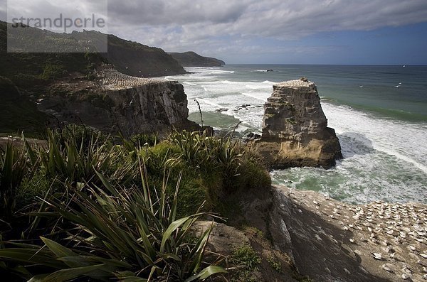 Muriwai Beach  Neuseeland