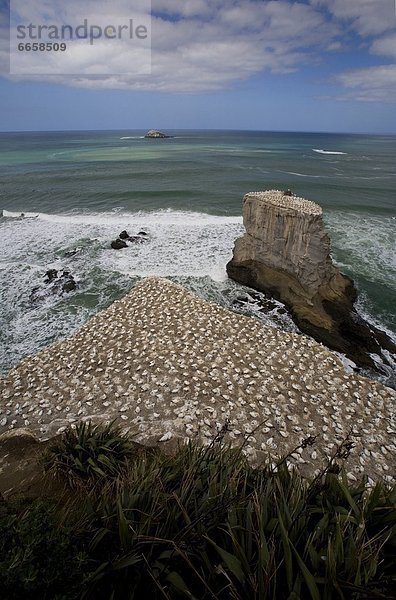 Muriwai Beach  Neuseeland