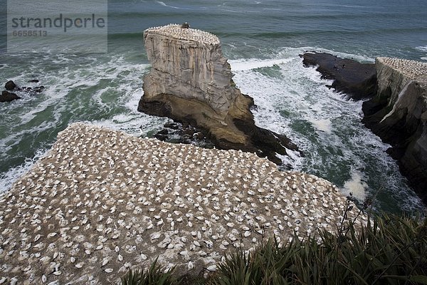 Muriwai Beach  Neuseeland