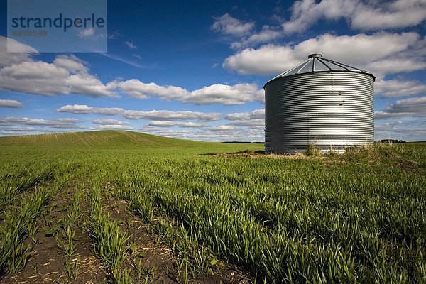 Ländliches Motiv  ländliche Motive  Feld  Saskatchewan  Getreidesilo  Kanada  Prärie