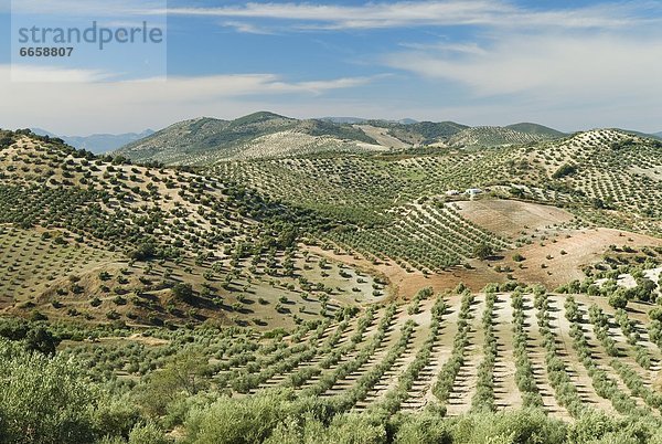 Olivenbaum  Echter Ölbaum  Olea europaea  Andalusien  Spanien