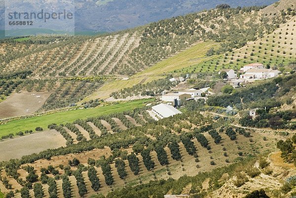 Olivenbaum  Echter Ölbaum  Olea europaea  Andalusien  Spanien