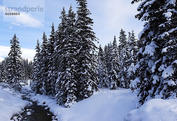 Lake Louise  Alberta  Banff  Kanada