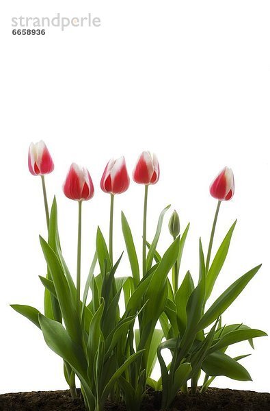 weiß  Hintergrund  pink  Tulpe