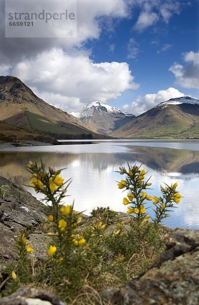 Wasserrand  Großbritannien  See  Wildblume  Cumbria  Ortsteil  England
