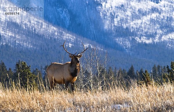 Banff Nationalpark  Alberta  Kanada