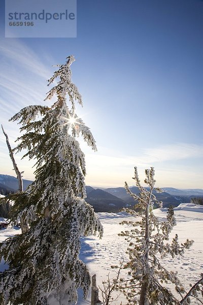 Vereinigte Staaten von Amerika  USA  Winter  Baum  Landschaft  Berg  Kapuze  Oregon