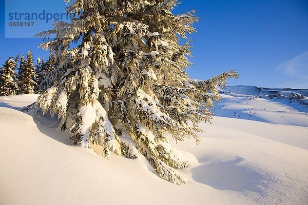 Vereinigte Staaten von Amerika  USA  Winter  Baum  Landschaft  Berg  Kapuze  Oregon