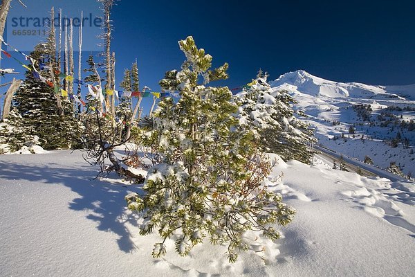 Vereinigte Staaten von Amerika  USA  Winter  Baum  Landschaft  Berg  Kapuze  Oregon