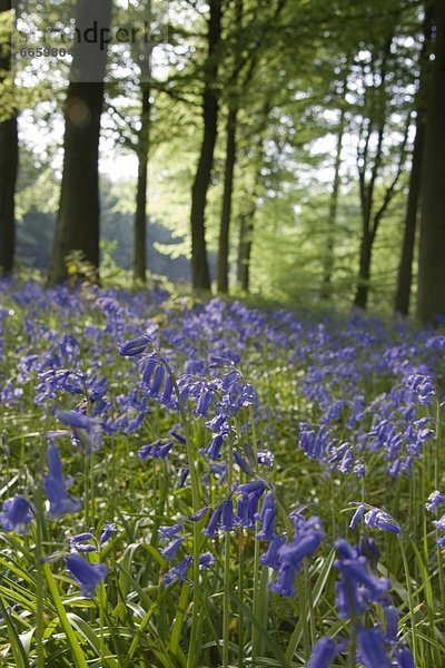 Boden  Fußboden  Fußböden  Wald  vorwärts