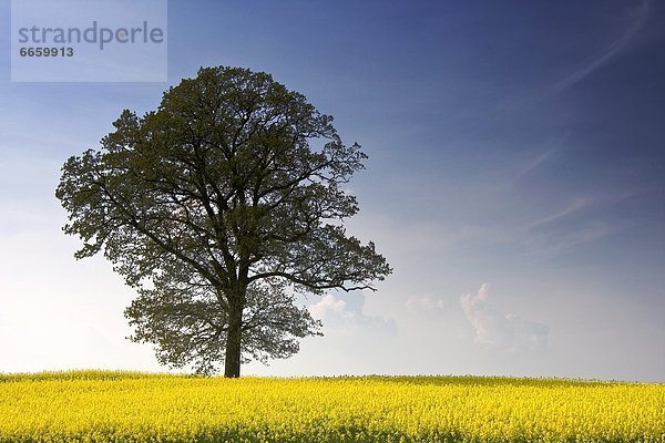 Yorkshire and the Humber  England