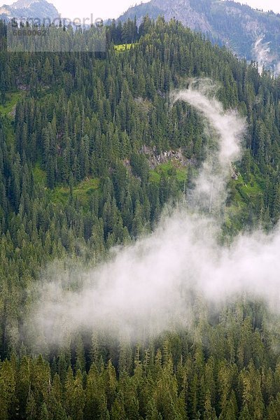 Vereinigte Staaten von Amerika  USA  Mount Rainier Nationalpark