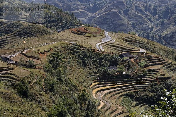 Außenaufnahme  Dorf  Reis  Reiskorn  Vietnam