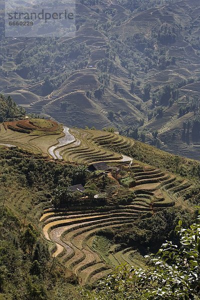 Außenaufnahme  Dorf  Reis  Reiskorn  Vietnam