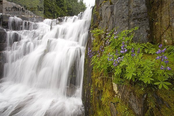 Vereinigte Staaten von Amerika  USA  Mount Rainier Nationalpark