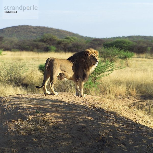 Löwe  Panthera leo  Namibia  Afrika